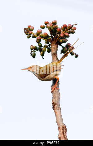 Common tailorbird, Sundarbans, Bangladesh Banque D'Images