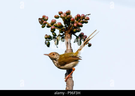 Common tailorbird, Sundarbans, Bangladesh Banque D'Images