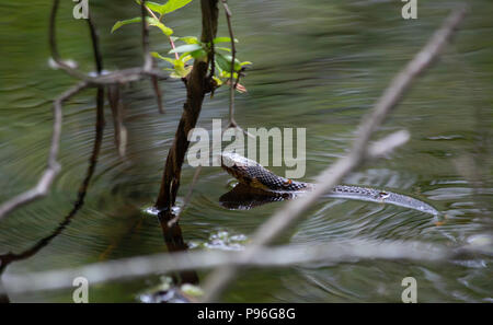 Serpent d'eau à fourchettes élargies grâce à la faible profondeur piscine bord d'un bayou Banque D'Images