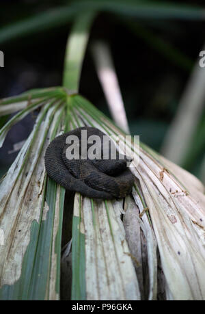 Cottonmouth (Agkistrodon piscivores), également connu sous le nom d'un mocassin d'eau, reposant sur une plante frond Banque D'Images