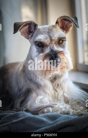 Portrait intérieur d'un schnauzer nain, aussi connu comme Zwergschnauzer, attente par la fenêtre. Banque D'Images