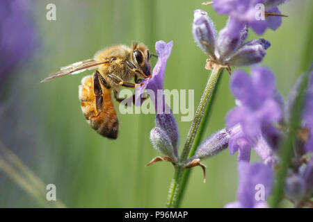 Un gros plan d'une abeille, Apis, sur une usine de lavande, lavandula spica. Banque D'Images