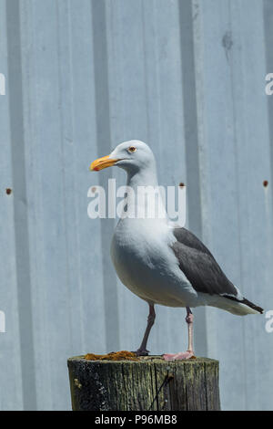 Harring un goéland argenté (Larus argentatus, se dresse sur un pilotis par un vieux bâtiment à Garibaldi, Oregon. Banque D'Images