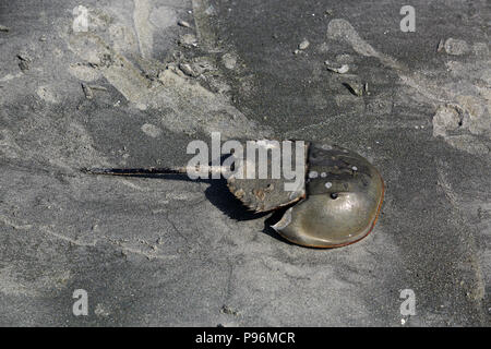 Limule sur la mer plage de Sundarbans, Banglaadesh Banque D'Images