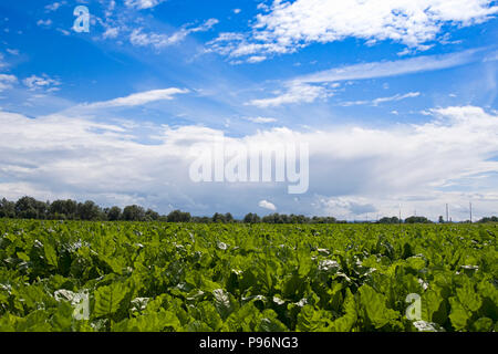 La betterave fraîche tops sur fond de ciel bleu, plusieurs plantes sur un champ agricole Banque D'Images