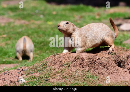 Portrait d'une marmotte creusant un trou Banque D'Images