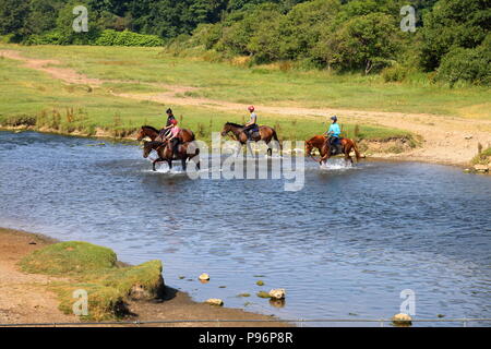 Les cavaliers retour après un bon galop sur Merthyr Mawr des dunes et de la plage, traverser la rivière lentement pour revenir à l'équitation. Banque D'Images