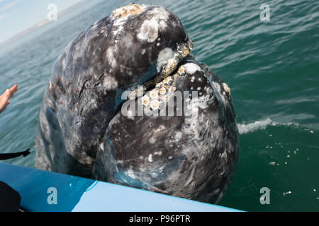 Bébé baleine à hors de l'eau, Mexique Banque D'Images