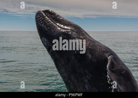 Baleine grise de saut, Bahia San Ignacio, Mexique Banque D'Images