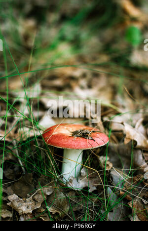 Champignon comestible russula parmi les feuilles tombées dans la forêt Banque D'Images