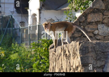 Macaque du Sri Lanka Banque D'Images