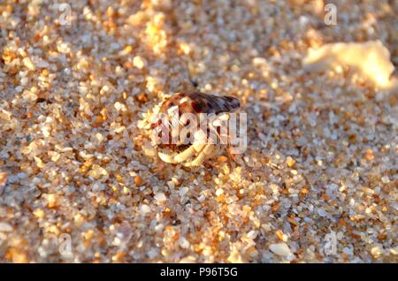 L'ermite sur une plage de sable fin au Sri Lanka Banque D'Images