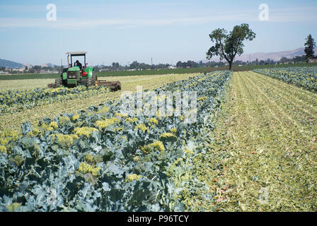 Champ d'agriculteur après récolte Brocoli Banque D'Images