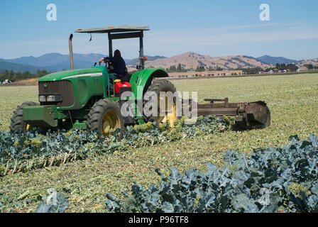 Champ d'agriculteur après récolte Brocoli Banque D'Images