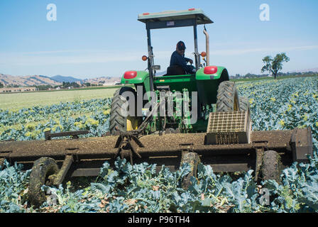 Champ d'agriculteur après récolte Brocoli Banque D'Images