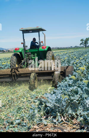 Champ d'agriculteur après récolte Brocoli Banque D'Images