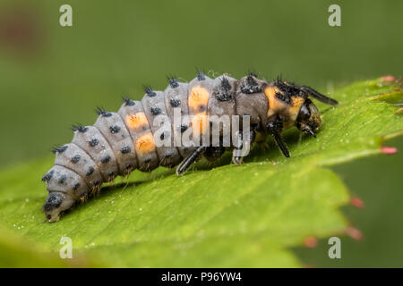 7-spot Ladybird larve au repos sur bramble feuille. Tipperary, Irlande Banque D'Images