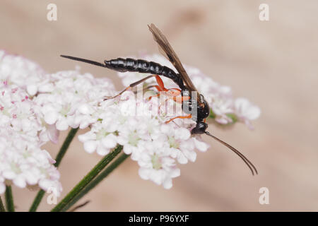 Guêpe ichneumonidé se nourrissant d'umbellifer fleur. Tipperary, Irlande Banque D'Images