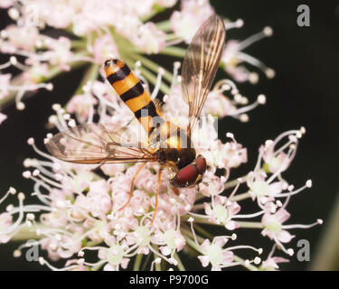 Homme Meliscaeva cinctella hoverfly se nourrissant d'umbellifer. Tipperary, Irlande Banque D'Images