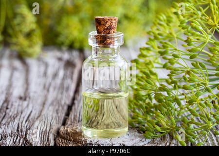 Une bouteille d'huile de graines d'aneth Anethum graveolens en fleurs fraîches avec des brindilles Banque D'Images