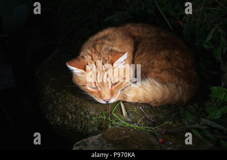 Le gingembre cat sleeping in garden Banque D'Images