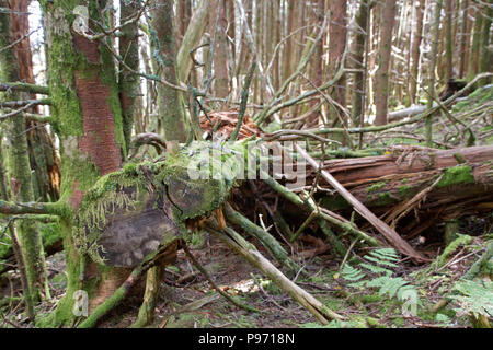 Le plancher d'une montagne couverte de forêt de haute altitude dans les arbres épais et un vieux journal en décomposition hérissée de branches et couverts de mousse et lichen jusqu Banque D'Images