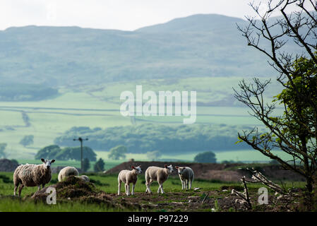 Livraison à moutons en un collines en arrière-plan Banque D'Images