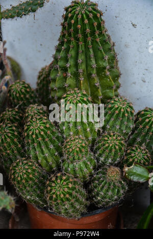 Belle lumière orange fleurs de cactus. Cactus Opuntia isolé sur fond naturel. Close up of Cactus. Close-up d'épines pointues sur un cactus. Banque D'Images
