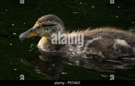 Piscine Baby Duck dans un étang Banque D'Images