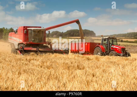 Skeeby, North Yorkshire, UK, le 15 juillet 2018. Une moissonneuse-batteuse à l'œuvre avec un début précoce de la récolte d'été très chaud sur une belle St Swithin's Day. Si le folklore est vrai le temps restera belle pour les 40 jours. Le Met Office prévoit pour le mois prochain que les températures continueront au-dessus de la moyenne, avec des périodes très chaudes possible à partir de la pluie persistante ou d'une douche. Credit : Andy Lovell/Alamy Live News Banque D'Images