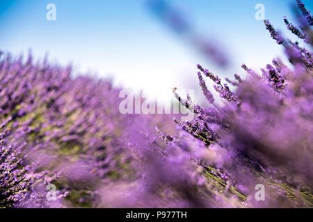 Surrey, UK. 15 juillet 2018. Mayfield champ de lavande, dans and Banstead, Surrey. Le champ dans la Surrery Hills dans 25 acres et ouvert au public, la floraison entre juin, juillet et août. Credit : Oliver Dixon/Alamy Live News Banque D'Images