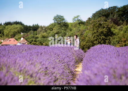 Surrey, UK. 15 juillet 2018. Mayfield champ de lavande, dans and Banstead, Surrey. Le champ dans la Surrery Hills dans 25 acres et ouvert au public, la floraison entre juin, juillet et août. Credit : Oliver Dixon/Alamy Live News Banque D'Images