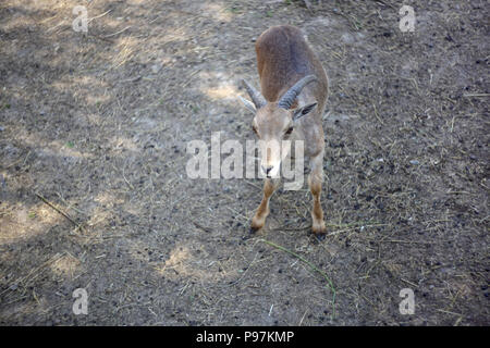 Bébé - les animaux au zoo du mouflon Ovis fond herbe Banque D'Images