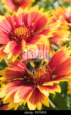 Buff-Tailed bourdon (Bombus terrestris) la collecte du pollen d'un contrat cadre Gaillardia fleurs en été dans le West Sussex, Angleterre, Royaume-Uni. Banque D'Images