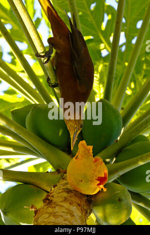 Russet-soutenu (Psarocolius angustifrons Oropendola) ; copie prises dans la liberté, manger de la papaye sur un arbre Banque D'Images