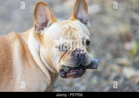 Jeune Bouledogue Français mâle avec une corne de chèvre dans une posture ludique. Banque D'Images