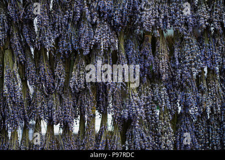 Bouquets de lavande, bouquets d'herbes et de séchage suspendu. Arrière-plan de fines herbes, de texture Banque D'Images