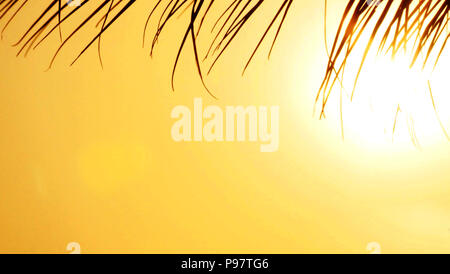 Un coucher du soleil tropical derrière les feuilles de palmier. Banque D'Images