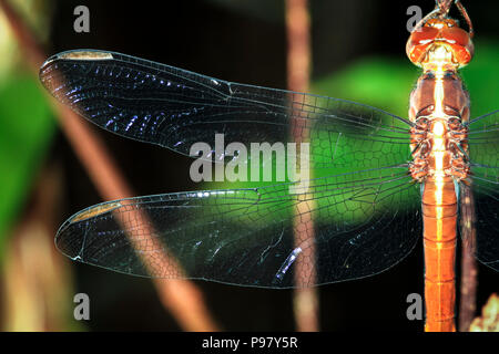 Close-up d'une aile de libellule car il s'appuie sur une branche dans la nuit au Belize. Banque D'Images