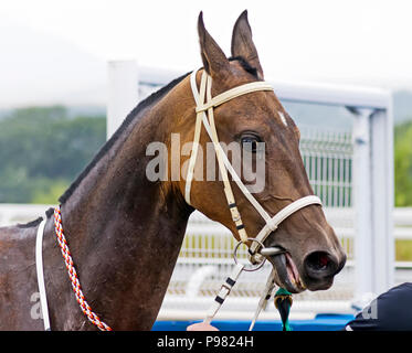 Akhal-teke Brown horse stallion portrait,Caucase du Nord. Banque D'Images