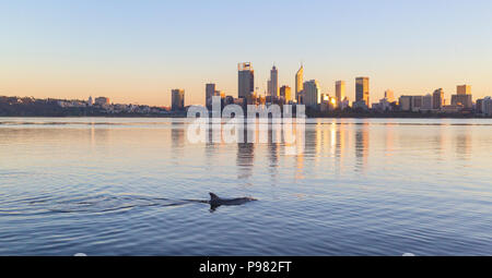 Grand dauphin de l'Indo-Pacifique (Tursiops aduncus) dans le fleuve Swan avec la ville de Perth au loin. Banque D'Images