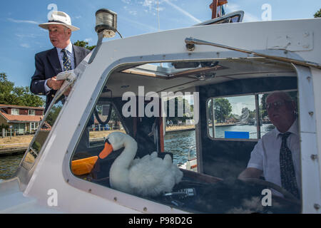 Harlow, UK. 16 juillet, 2018. L'équipage de la presse voile pour Swan augmenter au cours de la première journée de l'exercice cinq jours Swan cérémonie augmentant recensement. Augmenter la collecte nécessite de Swan, le marquage et la libération de tous les cygnets, ou le cygne tuberculé, sur la rivière. Elle remonte à plus de 800 ans, à quand l'État revendiqué la propriété de tous les cygnes tuberculés. Le premier jour du recensement a lieu entre Sunbury et de Windsor. Credit : Mark Kerrison/Alamy Live News Banque D'Images