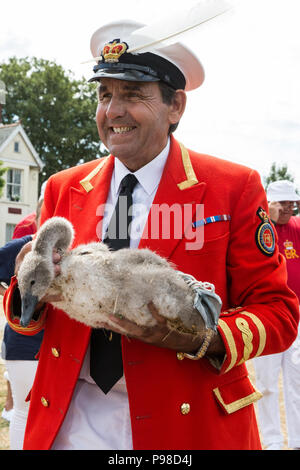 Harlow, UK. 18 juillet, 2016. David Coiffure MVO, le Queen's Swan Marqueur, rassemble les cygnes tuberculés et les parents avec les autres Swan empeignes sur la Tamise au cours de la première journée de la Swan Augmenter recensement. Swan augmenter est une cérémonie annuelle de cinq jours recensement swan exigeant la collecte, le marquage et la libération de tous les cygnets, ou le cygne tuberculé, sur la Tamise. Elle remonte à plus de 800 ans, à quand l'État revendiqué la propriété de tous les cygnes tuberculés. Le premier jour du recensement a lieu entre Sunbury et de Windsor. Credit : Mark Kerrison/Alamy Live News Banque D'Images