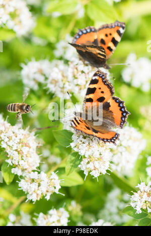 Stirlingshire, Scotland, UK - 16 juillet 2018 : UK - Petite Écaille de papillons et d'abeilles à miel sur la marjolaine sur un climat chaud et sec mais Nuageux avec percées de soleil intervalles dans une Stirlingshire garden Crédit : Kay Roxby/Alamy Live News Banque D'Images