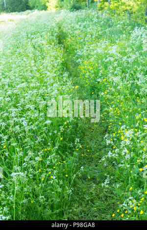 Chemin à travers l'herbe sur une prairie fleurie Banque D'Images