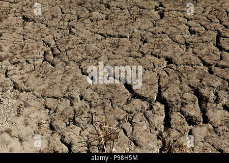 Texture de fond de la terre craquelée. Abstract background texture pour Bad ecology concept Banque D'Images