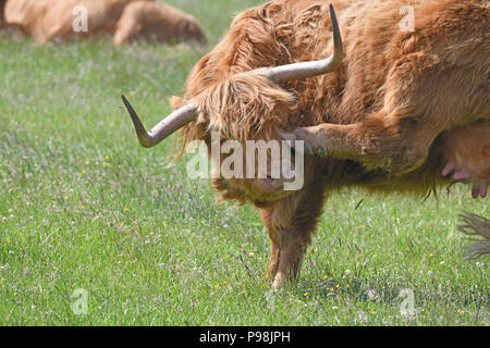 'Vache avec une démangeaison' Highland cattle. Le Loch Lomond, Ecosse, Royaume-Uni Banque D'Images