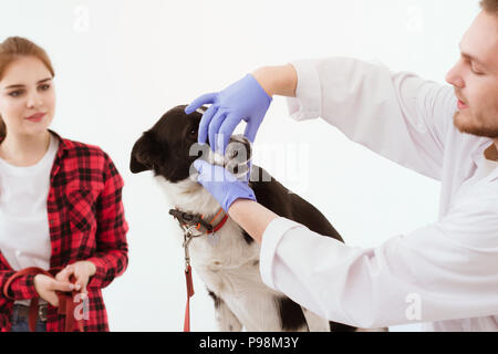 Chien obtenir vérifié à clinique vétérinaire avec leur propriétaire. Banque D'Images