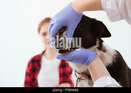 Chien obtenir vérifié à clinique vétérinaire avec leur propriétaire. Banque D'Images