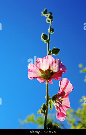 Une rose trémière (Malvaceae) plante pousse de haut contre un ciel bleu dans un jardin de campagne anglaise. Banque D'Images